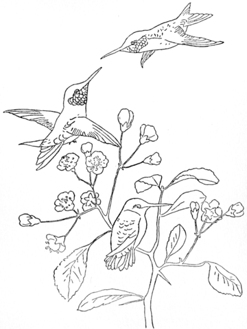 Ruby Throated Hummingbird Coloring Page